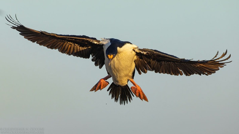 Imperial Cormorants