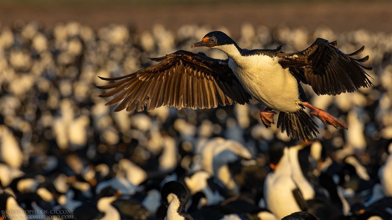 Imperial Cormorants