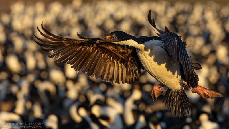 Imperial Cormorants