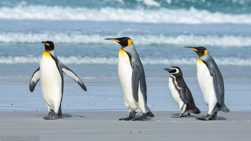 King Penguins with Magellanic Penguin