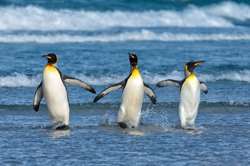 King Penguins