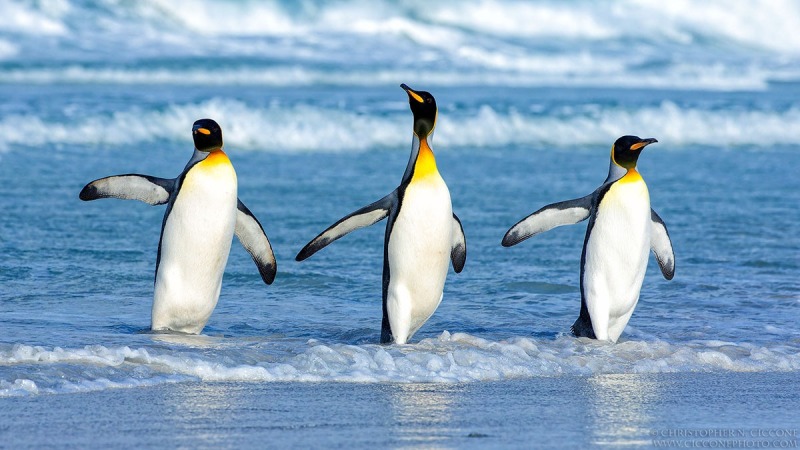 King Penguins