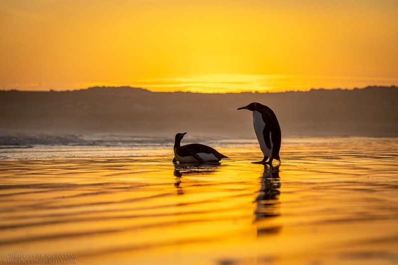 King Penguins