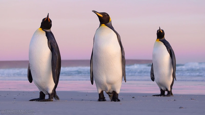 King Penguins