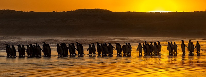 King Penguins