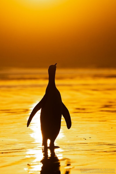 King Penguin