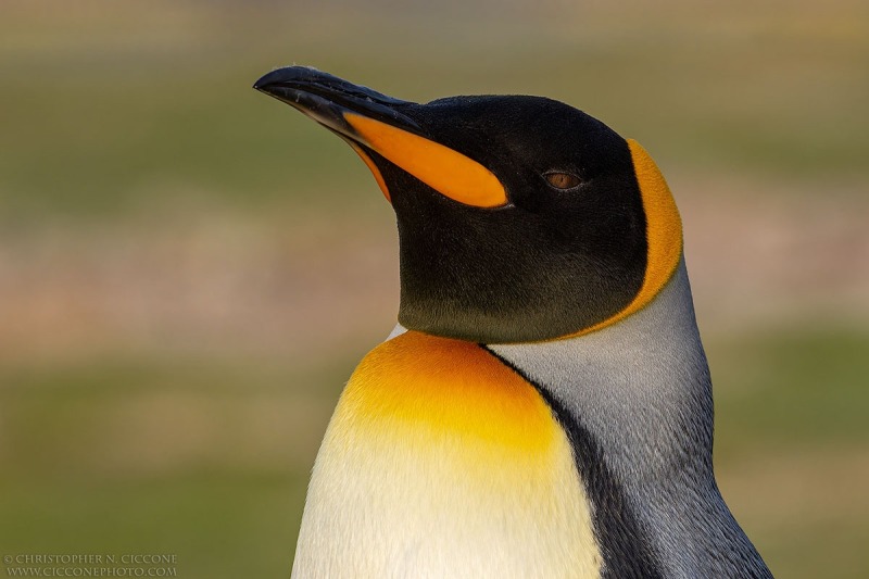 King Penguin