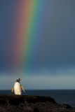 Gentoo Penguin