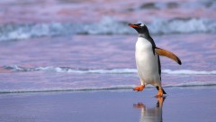 Gentoo Penguin