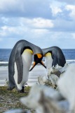 King Penguins