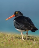 Magellanic Oystercatcher