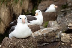 Black-browed Albatross