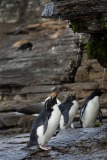 Southern Rockhopper Penguin