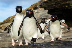 Southern Rockhopper Penguins