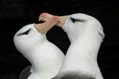 Black-browed Albatross