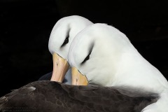 Black-browed Albatross