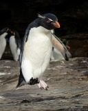 Southern Rockhopper Penguin