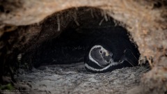 Magellanic Penguin