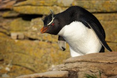 Southern Rockhopper Penguin