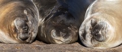 Elephant Seals