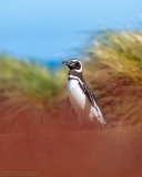 Magellanic Penguin