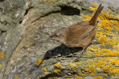 Cobb's Wren