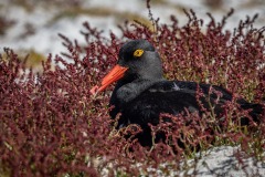 Magellanic Oystercatcher