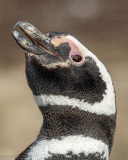 Magellanic Penguin