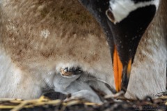 Gentoo Penguin