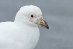 Snowy Sheathbill