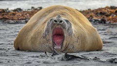 Elephant Seal