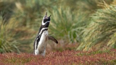 Magellanic Penguin