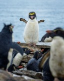 Macaroni Penguin