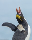 Macaroni Penguin