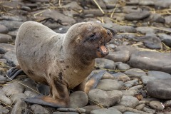 Southern Sea Lion