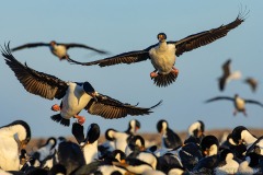 Imperial Cormorants