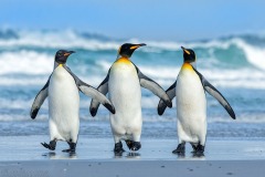 King Penguins