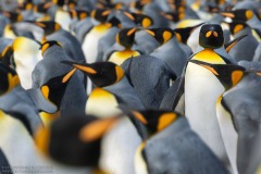 King Penguins