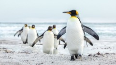 King Penguins