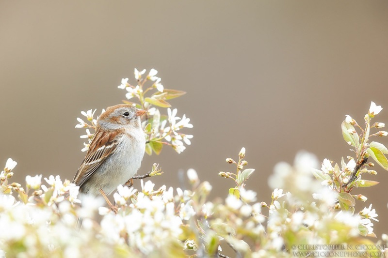 Field Sparrow