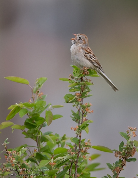 Field Sparrow