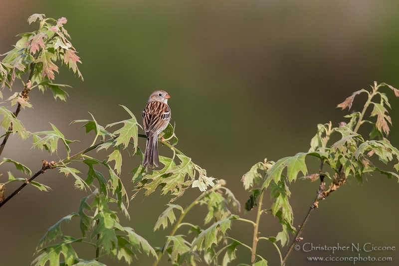 Field Sparrow