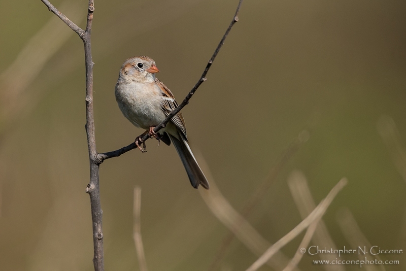 Field Sparrow