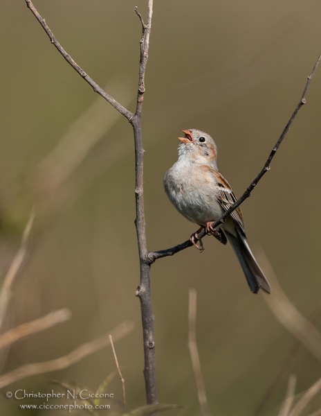 Field Sparrow