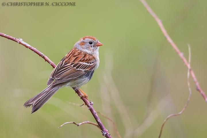 Field Sparrow