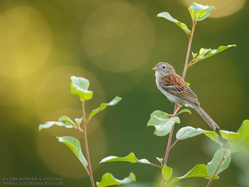 Field Sparrow