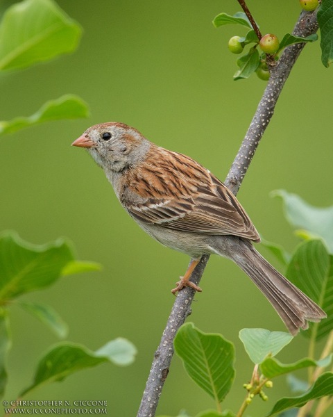 Field Sparrow