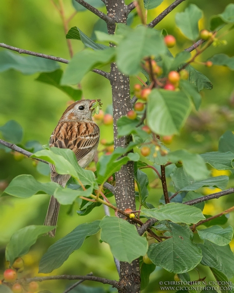 Field Sparrow