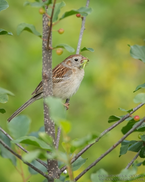 Field Sparrow