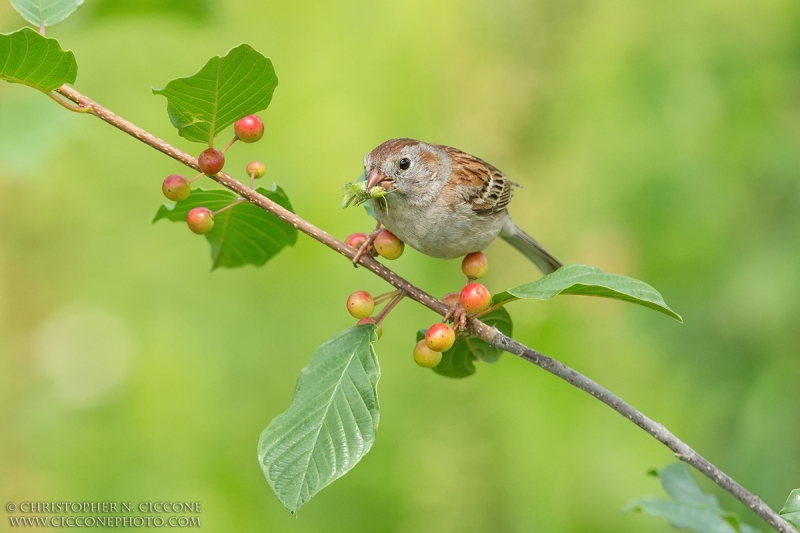 Field Sparrow